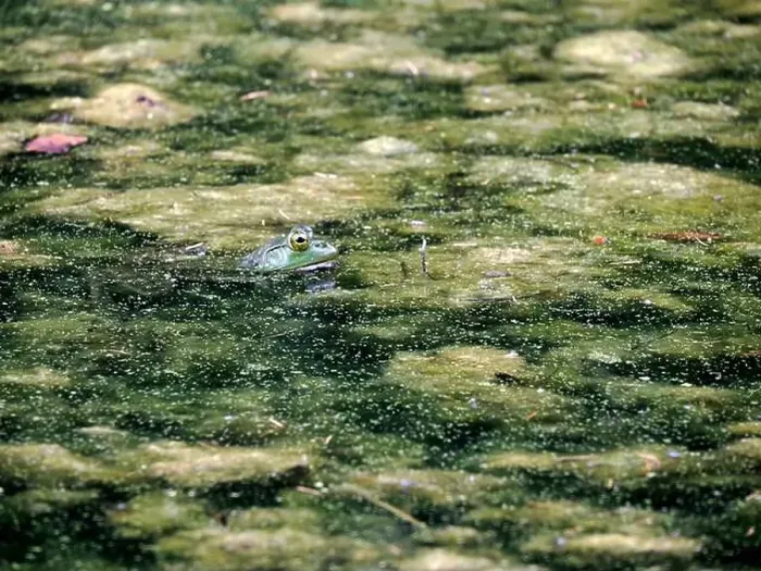 Framed Print : A frog in a pond looks like a painting in Ohio, Usa Framed Print : A frog in a pond looks like a painting in Ohio, Usa