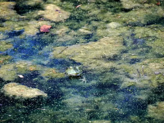 Framed Print : A frog in a pond looks like a painting in Ohio, Usa Framed Print : A frog in a pond looks like a painting in Ohio, Usa
