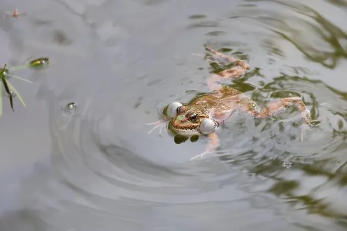 Framed Print : A frog swimming in a pond on a sunny day Framed Print : A frog swimming in a pond on a sunny day