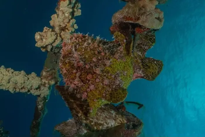 Framed Print : Frogfish in the Red Sea Colorful and beautiful, Eilat Israel Framed Print : Frogfish in the Red Sea Colorful and beautiful, Eilat Israel