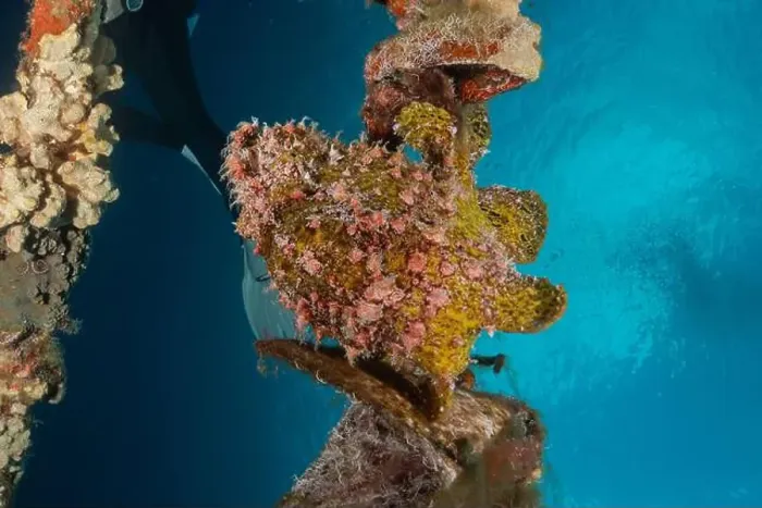 Framed Print : Frogfish in the Red Sea Colorful and beautiful, Eilat Israel Framed Print : Frogfish in the Red Sea Colorful and beautiful, Eilat Israel