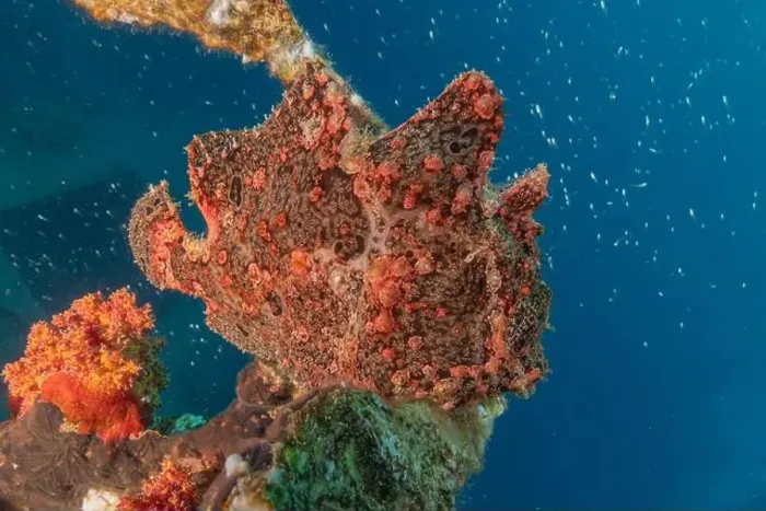 Framed Print : Frogfish swim in the Red Sea, colorful fish, Eilat Israel Framed Print : Frogfish swim in the Red Sea, colorful fish, Eilat Israel