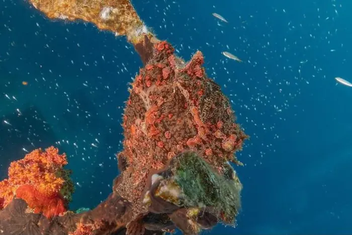 Framed Print : Frogfish swim in the Red Sea, colorful fish, Eilat Israel Framed Print : Frogfish swim in the Red Sea, colorful fish, Eilat Israel