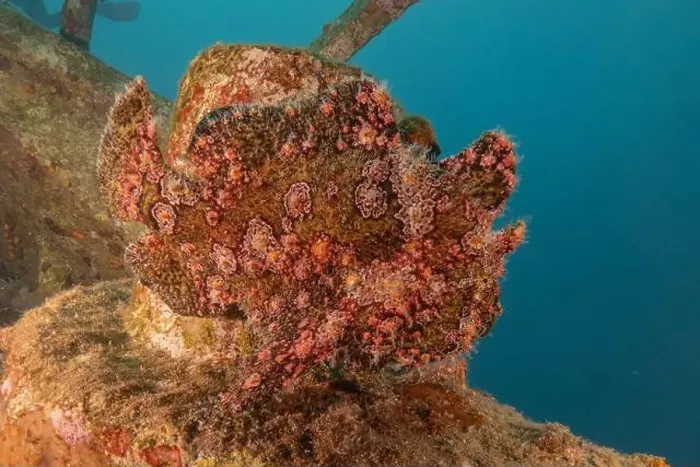 Framed Print : Frogfish swim in the Red Sea, colorful fish, Eilat Israel Framed Print : Frogfish swim in the Red Sea, colorful fish, Eilat Israel