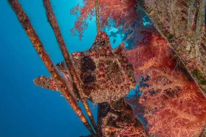 Framed Print : Frogfish swim in the Red Sea, colorful fish, Eilat Israel Framed Print : Frogfish swim in the Red Sea, colorful fish, Eilat Israel