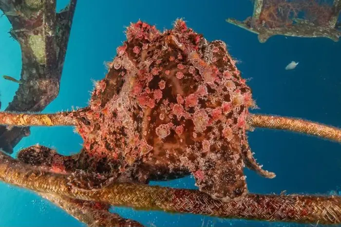 Framed Print : Frogfish swim in the Red Sea, colorful fish, Eilat Israel Framed Print : Frogfish swim in the Red Sea, colorful fish, Eilat Israel