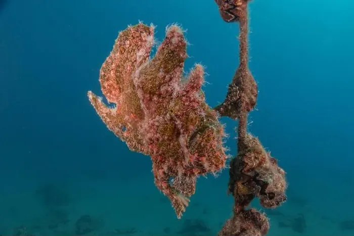 Framed Print : Frogfish swim in the Red Sea, colorful fish, Eilat Israel Framed Print : Frogfish swim in the Red Sea, colorful fish, Eilat Israel