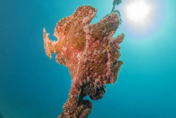 Framed Print : Frogfish swim in the Red Sea, colorful fish, Eilat Israel Framed Print : Frogfish swim in the Red Sea, colorful fish, Eilat Israel