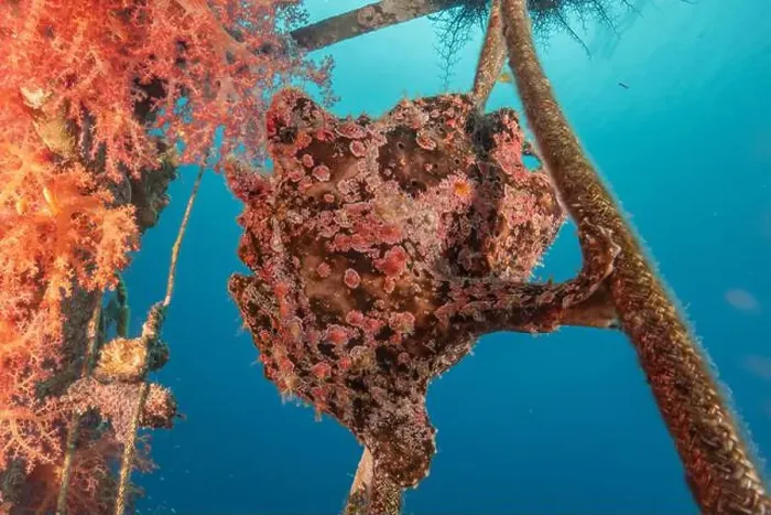 Framed Print : Frogfish swim in the Red Sea, colorful fish, Eilat Israel Framed Print : Frogfish swim in the Red Sea, colorful fish, Eilat Israel