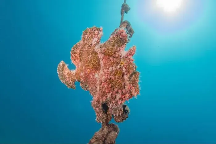 Framed Print : Frogfish swim in the Red Sea, colorful fish, Eilat Israel Framed Print : Frogfish swim in the Red Sea, colorful fish, Eilat Israel