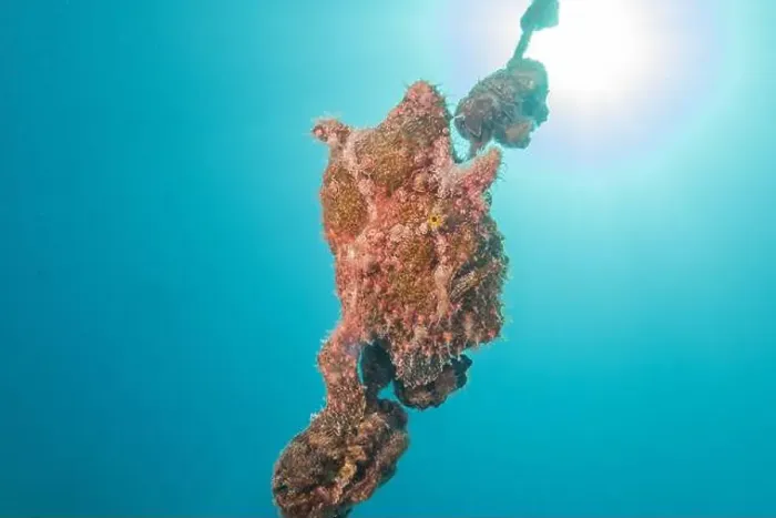Framed Print : Frogfish swim in the Red Sea, colorful fish, Eilat Israel Framed Print : Frogfish swim in the Red Sea, colorful fish, Eilat Israel