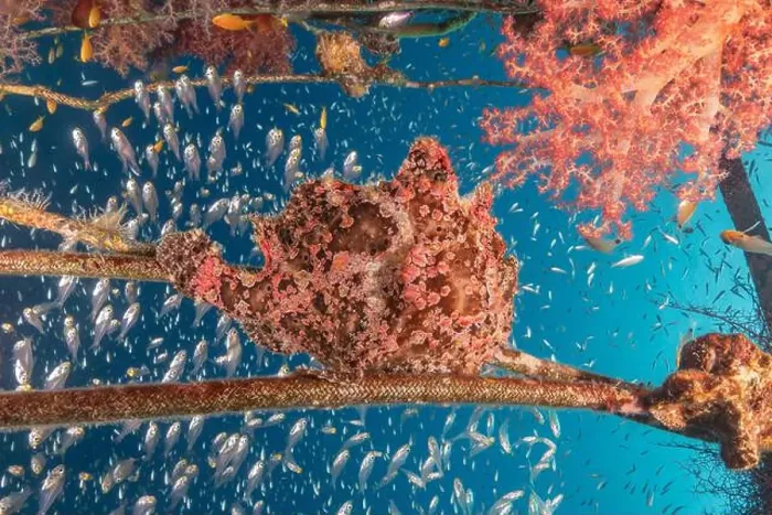 Framed Print : Frogfish swim in the Red Sea, colorful fish, Eilat Israel Framed Print : Frogfish swim in the Red Sea, colorful fish, Eilat Israel