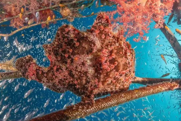 Framed Print : Frogfish swim in the Red Sea, colorful fish, Eilat Israel Framed Print : Frogfish swim in the Red Sea, colorful fish, Eilat Israel
