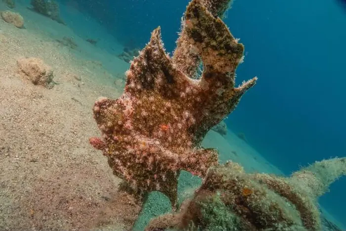 Framed Print : Frogfish swim in the Red Sea, colorful fish, Eilat Israel Framed Print : Frogfish swim in the Red Sea, colorful fish, Eilat Israel