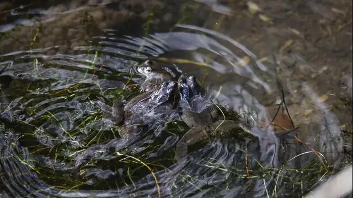 Framed Print : Frogs breeding and spawning in a pond Framed Print : Frogs breeding and spawning in a pond