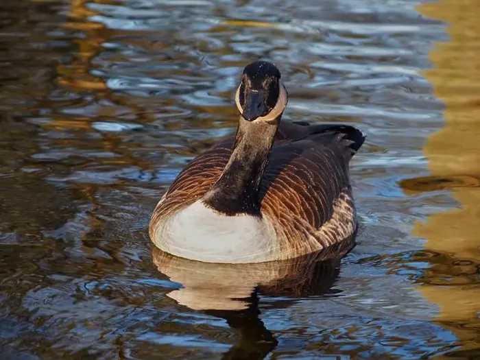Framed Print : Frontal view of a canadian goose (branta canadensis) on the pond in the Rheinaue park in Bonn Framed Print : Frontal view of a canadian goose (branta canadensis) on the pond in the Rheinaue park in Bonn