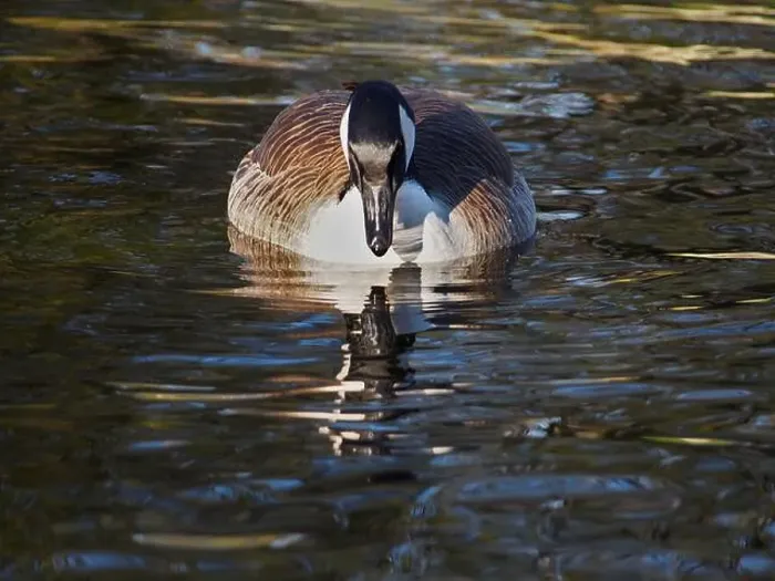 Framed Print : Frontal view of a foraging canadian goose (branta canadensis) on the pond in the Rheinaue park in Bonn Framed Print : Frontal view of a foraging canadian goose (branta canadensis) on the pond in the Rheinaue park in Bonn