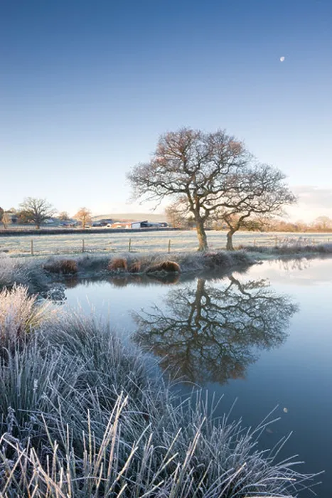 Framed Print : Frosted grass and trees beside a still pond on a winters morning, Morchard Road, Devon, England. Winter (November) 2010 Framed Print : Frosted grass and trees beside a still pond on a winters morning, Morchard Road, Devon, England. Winter (November) 2010
