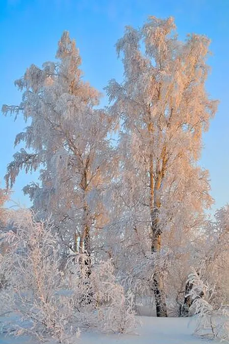 Framed Print : Frosty winter sunset in birch grove with hoarfrost covered Framed Print : Frosty winter sunset in birch grove with hoarfrost covered