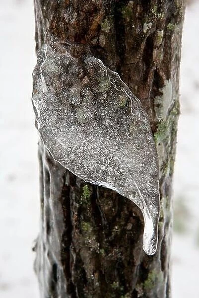 Frozen leaf-shaped Icicle - Brevard, North Carolina USA