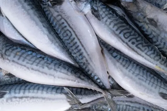 Framed Print : Frozen mackerel background. Frozen group of fish. Iced fish. Heap of mackerel pattern