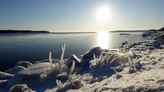 Framed Print : Frozen plants on the coast of Northern Europe during a sunny morning Framed Print : Frozen plants on the coast of Northern Europe during a sunny morning