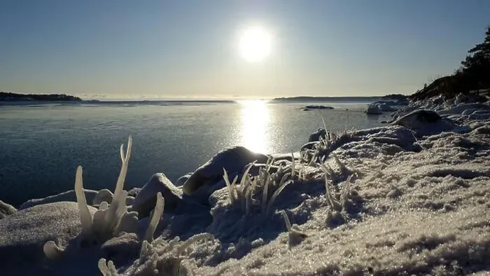 Framed Print : Frozen plants on the coast of Northern Europe during a sunny morning Framed Print : Frozen plants on the coast of Northern Europe during a sunny morning