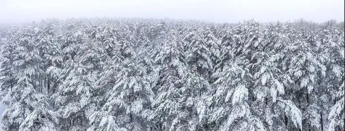 Framed Print : frozen winter forest in foggy day with fir-trees covered by snow. wide aerial panorama Framed Print : frozen winter forest in foggy day with fir-trees covered by snow. wide aerial panorama