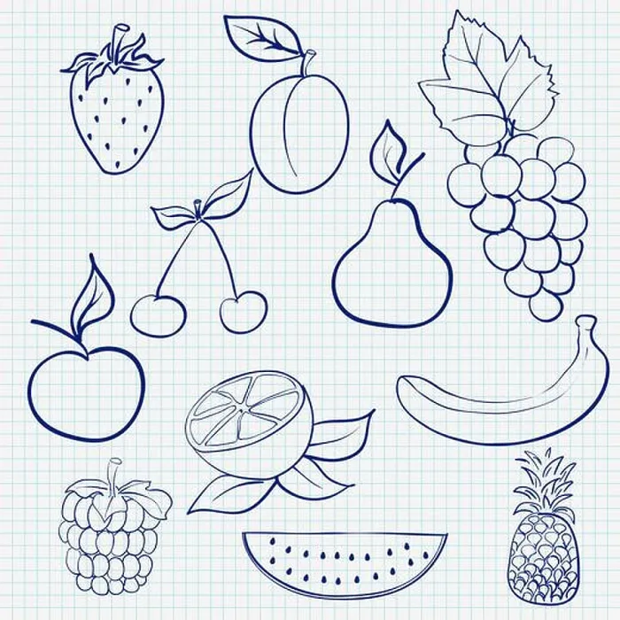 Framed Print : Fruits and berries. Blue outline sketch on lined paper background