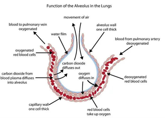 Framed Print : Fully labelled diagram of the alveolus in the lungs showing gaseous exchange Framed Print : Fully labelled diagram of the alveolus in the lungs showing gaseous exchange