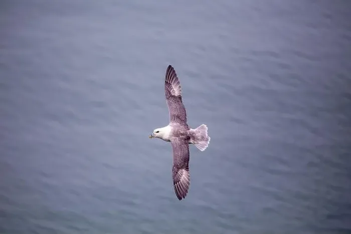 Framed Print : The Fulmar, with its graceful flight Framed Print : The Fulmar, with its graceful flight