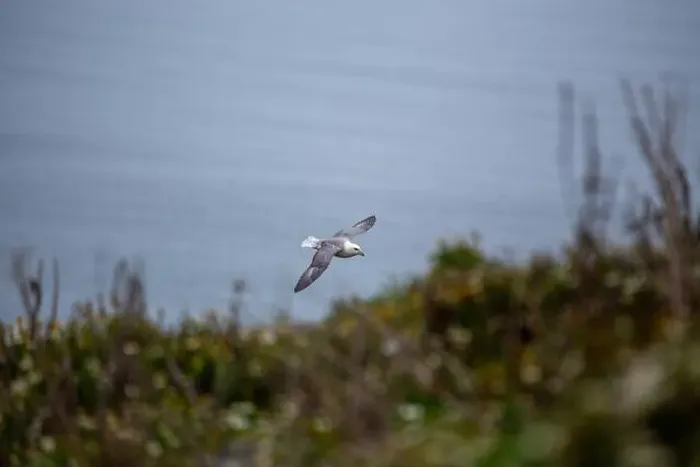 Framed Print : The Fulmar, with its graceful flight Framed Print : The Fulmar, with its graceful flight