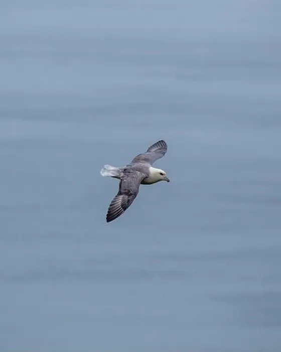 Framed Print : The Fulmar, with its graceful flight Framed Print : The Fulmar, with its graceful flight