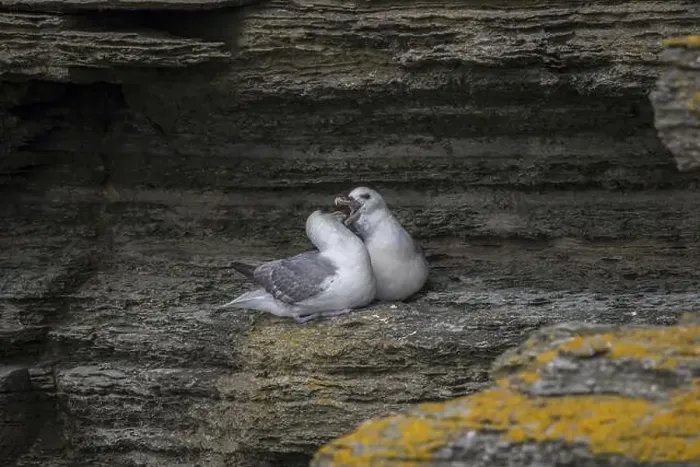 Framed Print : Fulmars, social behaviour, Fulmarus glacialis, Westray, Orkney Islands, Scotland, Great Britain Framed Print : Fulmars, social behaviour, Fulmarus glacialis, Westray, Orkney Islands, Scotland, Great Britain