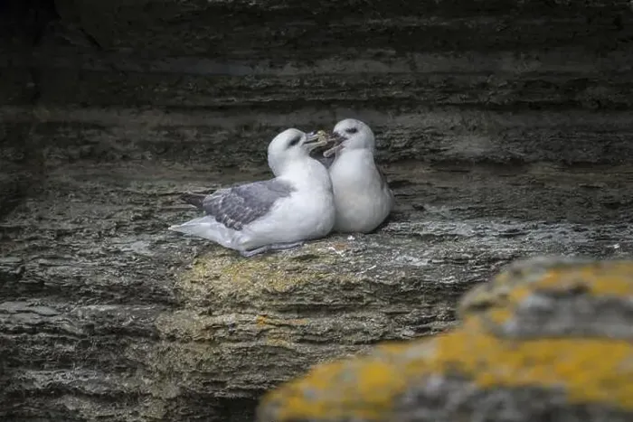 Framed Print : Fulmars, social behaviour, Fulmarus glacialis, Westray, Orkney Islands, Scotland, Great Britain Framed Print : Fulmars, social behaviour, Fulmarus glacialis, Westray, Orkney Islands, Scotland, Great Britain