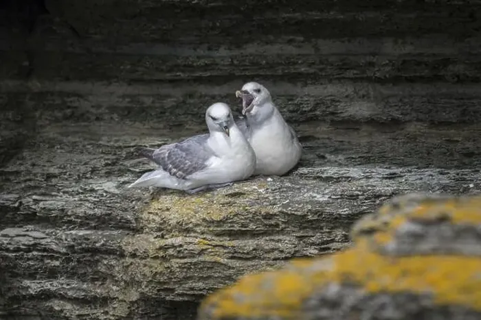 Framed Print : Fulmars, social behaviour, Fulmarus glacialis, Westray, Orkney Islands, Scotland, Great Britain Framed Print : Fulmars, social behaviour, Fulmarus glacialis, Westray, Orkney Islands, Scotland, Great Britain