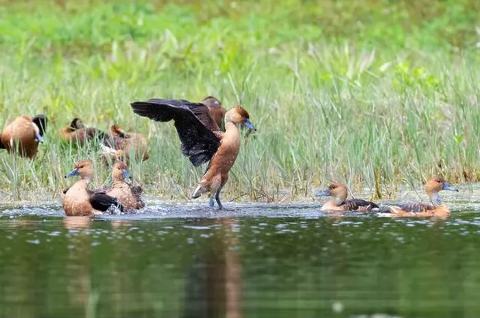 Framed Print : The fulvous whistling ducks (Dendrocygna bicolor), Lafitte's Cove, Texas, USA
