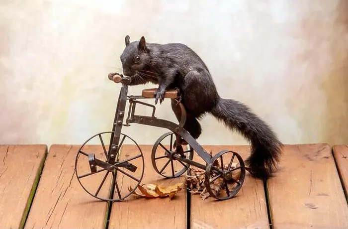Framed Print : A funny, adorable black squirrel hops on a small metal tricycle, as if he is going for a ride Framed Print : A funny, adorable black squirrel hops on a small metal tricycle, as if he is going for a ride