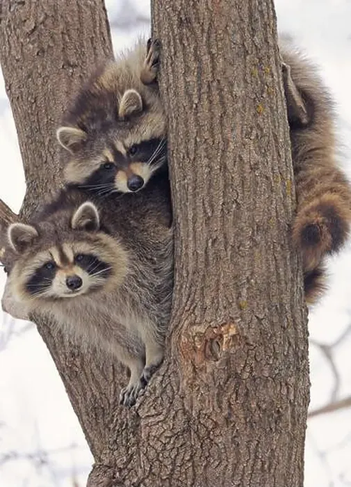 Framed Print : Funny raccoons on the tree, Montreal, Canada Framed Print : Funny raccoons on the tree, Montreal, Canada