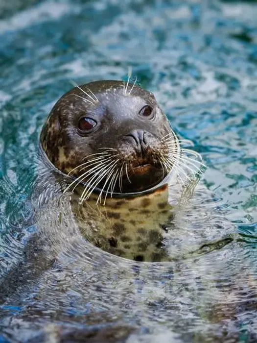 Framed Print : fur seal stands on its hind legs at the bottom of the sea Framed Print : fur seal stands on its hind legs at the bottom of the sea