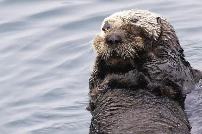 Framed Print : Furry protective embrace of cute baby sea otter tightly held by mother as wild otters float in Morro Bay Harbor Framed Print : Furry protective embrace of cute baby sea otter tightly held by mother as wild otters float in Morro Bay Harbor