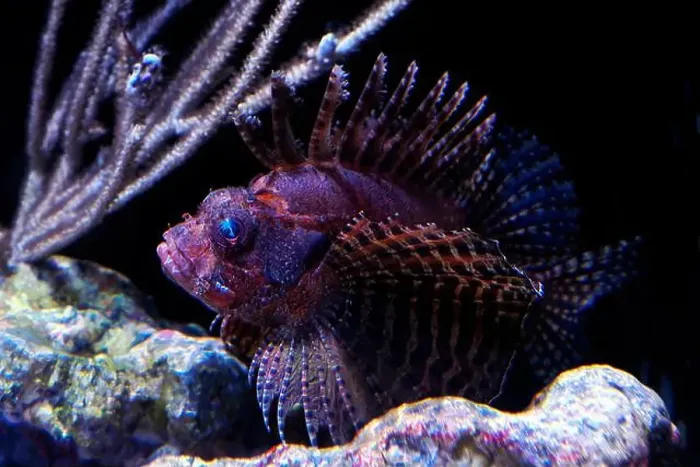 Framed Print : A fuzzy dwarf lionfish dandrochirus brachypterus Framed Print : A fuzzy dwarf lionfish dandrochirus brachypterus
