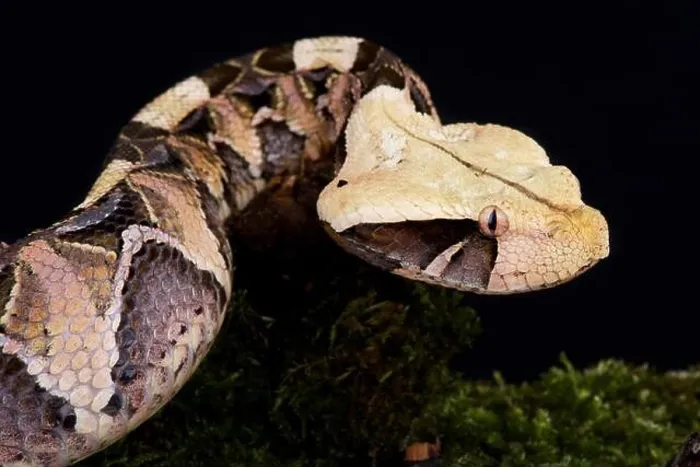 Framed Print : Gaboon viper (Bitis gabonica gabonica) Framed Print : Gaboon viper (Bitis gabonica gabonica)