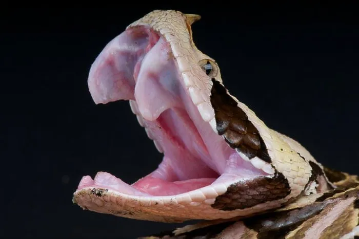 Framed Print : Gaboon viper / Bitis gabonica rhinoceros Framed Print : Gaboon viper / Bitis gabonica rhinoceros