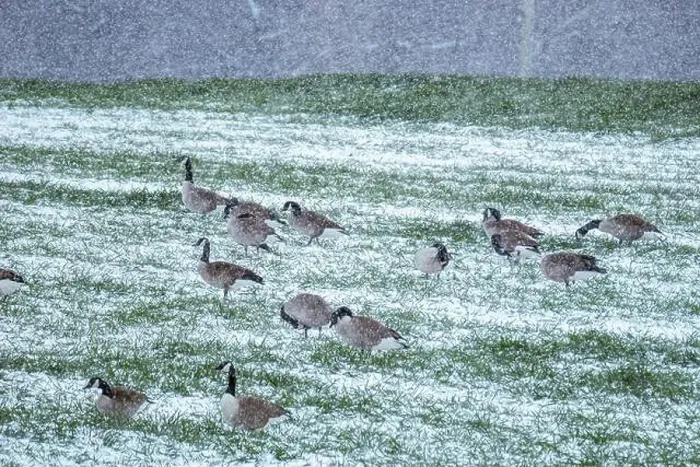 Framed Print : A gaggle of Canada Geese that decided not to fly south for the winter. Raleigh, North Carolina Framed Print : A gaggle of Canada Geese that decided not to fly south for the winter. Raleigh, North Carolina