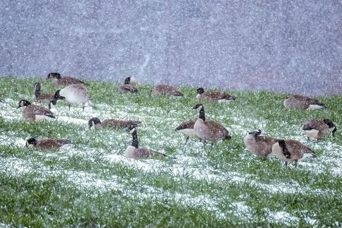 Framed Print : A gaggle of Canada Geese in the snow. that decided not to fly south for the winter. Raleigh, North Carolina Framed Print : A gaggle of Canada Geese in the snow. that decided not to fly south for the winter. Raleigh, North Carolina