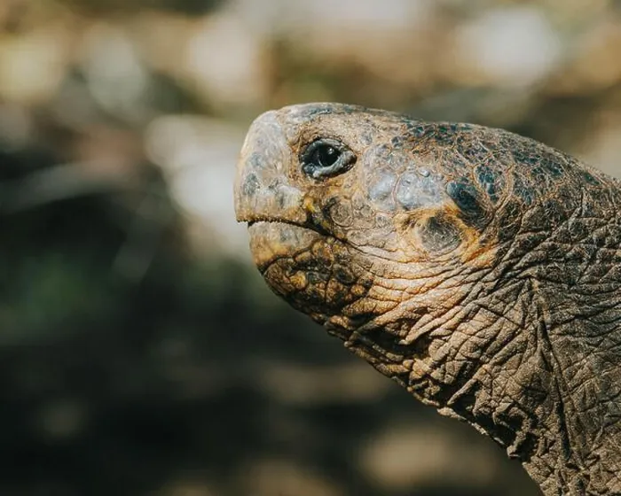 Framed Print : Galapagos giant tortoise in its natural habitat on San Cristobal Island, Galapagos, Ecuador Framed Print : Galapagos giant tortoise in its natural habitat on San Cristobal Island, Galapagos, Ecuador