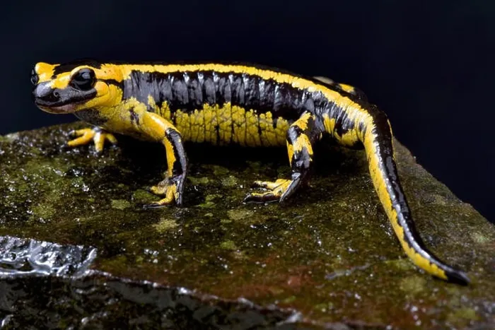 Framed Print : Galician Fire Salamander, Salamandra salamandra bernardezi Framed Print : Galician Fire Salamander, Salamandra salamandra bernardezi
