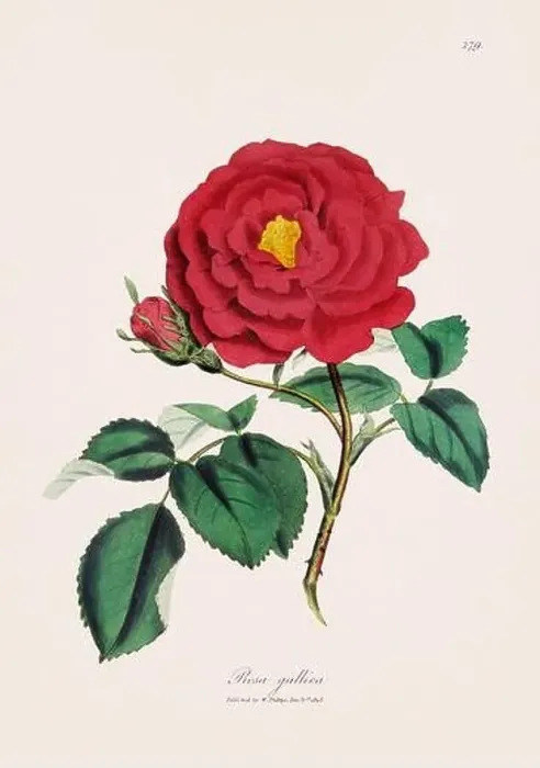 Framed Print : Gallica rose. Botanical Illustration: Antique Medical Botanical Artwork from a 19th-century Botany Book Plate Framed Print : Gallica rose. Botanical Illustration: Antique Medical Botanical Artwork from a 19th-century Botany Book Plate