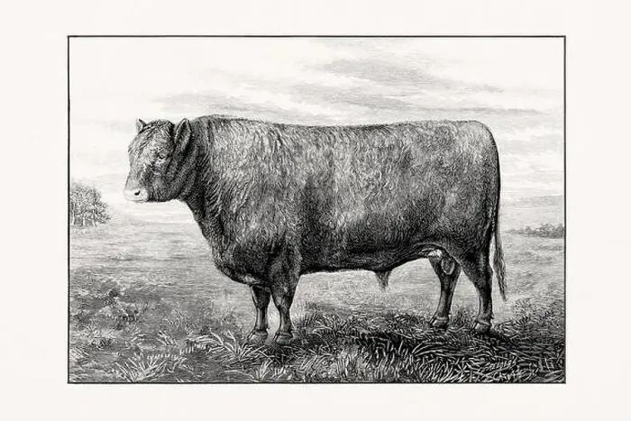 Framed Print : Galloway Cattle. Antique cattle illustration of a bull from an 1887 livestock book Framed Print : Galloway Cattle. Antique cattle illustration of a bull from an 1887 livestock book